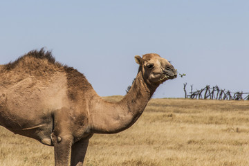 wildlife Camel looking inside Camera Oman salalah landscape Arabic 2