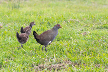 Tasmanian native hen (Gallinula mortierii) with chicks walking on grass