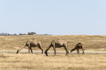 wildlife Camel eating landscape Oman salalah Arabic 5
