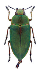 Beetle Perotis margotana on a white background