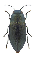 Beetle Phaenops formaneki on a white background