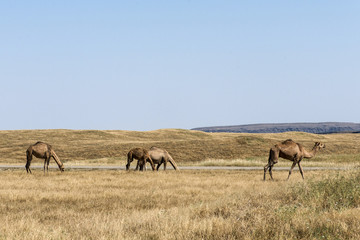 Fototapeta na wymiar wildlife Camel eating landscape Oman salalah Arabic 7