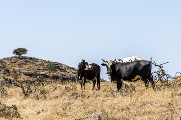 wildlife Camel and catle looking inside Camera Oman salalah landscape Arabic