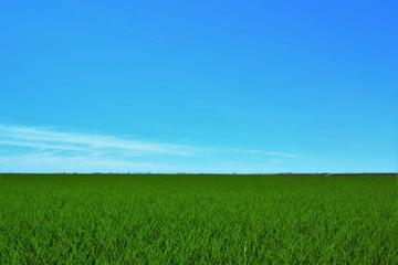Rice & Sky Background 