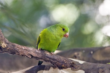 Plain parakeet under the shade of the leafy tree