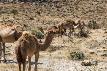 wildlife Camel looking inside Camera Oman salalah landscape Arabic 12