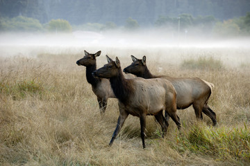 Fototapeta premium Roosevelt Elk