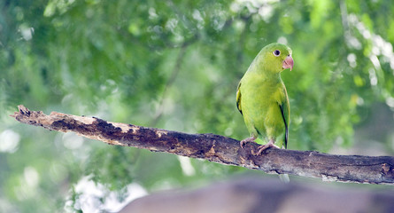 Plain parakeet under the shade of the leafy tree