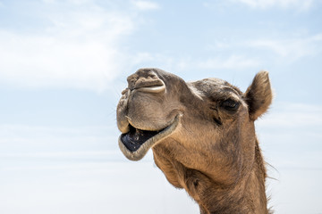 Camel funny sweet looking smiling inside Camera Oman salalah Arabic 5