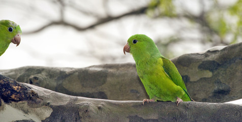 Plain parakeet under the shade of the leafy tree