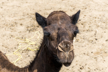 Fototapeta premium Camel funny sweet looking smiling inside Camera Oman salalah Arabic 7