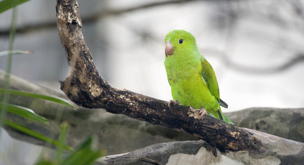 Plain parakeet under the shade of the leafy tree