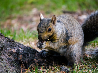 Grey Squirrel eating nuts in summer on stump by lake