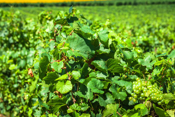 The vineyards along the famous wine route in Alsace, France