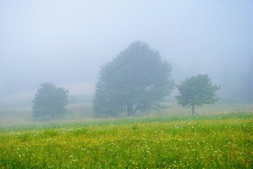 Obraz na płótnie Canvas bäume im Nebel