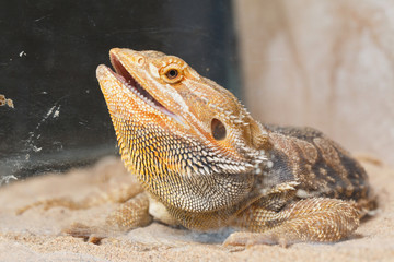 Bearded Dragon animal.