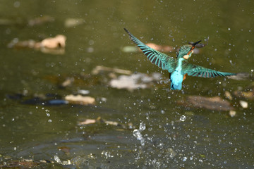 カワセミの捕食