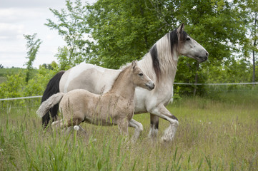 Naklejka na ściany i meble Buckskin Gypsy horse mare with palomino foal