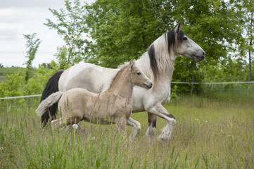 Obraz na płótnie Canvas Buckskin Gypsy horse mare with palomino foal