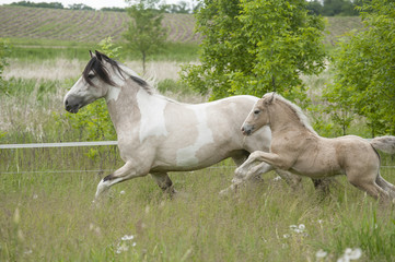 Obraz na płótnie Canvas Buckskin Gypsy horse mare with palomino foal