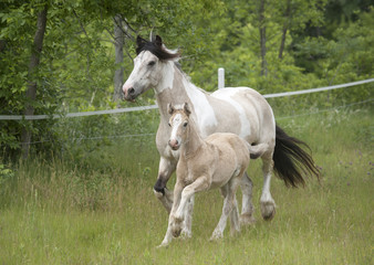 Obraz na płótnie Canvas Buckskin Gypsy horse mare with palomino foal