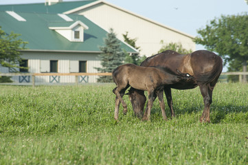 Hanovarian Warmblood mare and foal horses