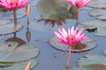 Water lily flower (lotus)  in pool. The lotus flower (water lily