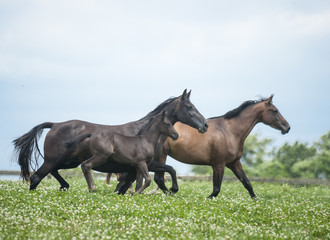 Hanovarian Warmblood mare and foal horses run across wildflower meadow