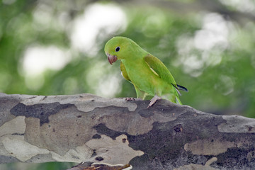 Plain parakeet under the shade of the leafy tree