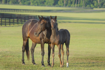 thoroughbred horse mare with foal in large pasture
