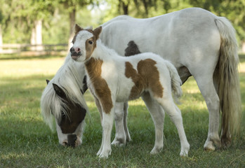 Naklejka na ściany i meble Miniature hose foal with mare grazing