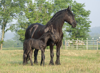 Friesian horse mare stands with 1 week old foal at side