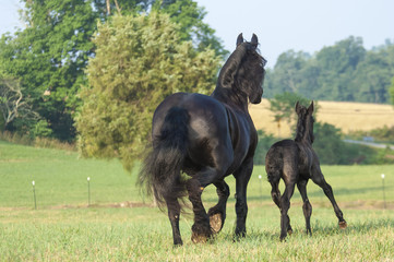 Running away Friesian horse mare with 1 week old foal