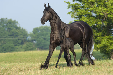 Friesian horse mare with 1 week old foal