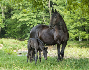 Friesian horse mare with 1 week old foal