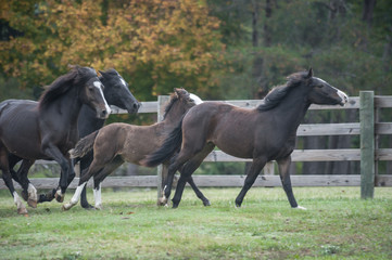 Obraz na płótnie Canvas Connemara Pony mares & foals