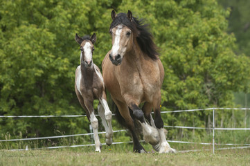 Obraz na płótnie Canvas Gypsies horse mare and foal run toward 