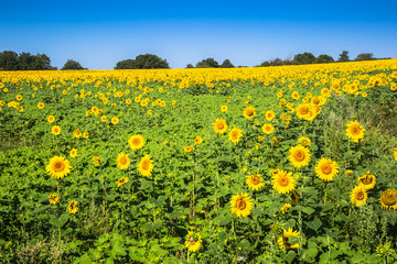 Sunflower field on a sunny day. Background of sunflower.