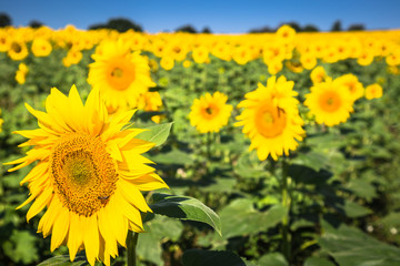 Obraz premium Sunflower field on a sunny day. Background of sunflower.