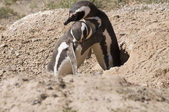 Magellanic penguins, Valdes Peninsula, Patagonia, Argentina