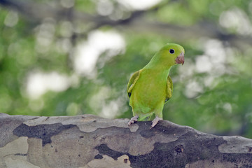 Plain parakeet under the shade of the leafy tree