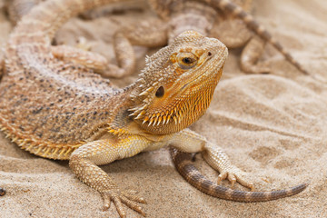 Bearded Dragon animal.