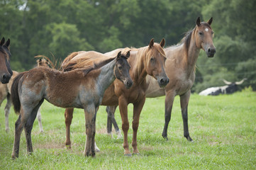 Obraz na płótnie Canvas Quarter Horses alert in pasture