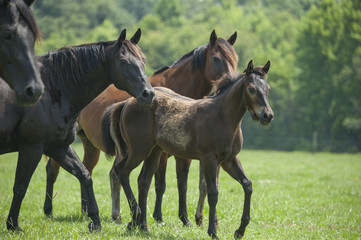 Quarter Horses alert in pasture	