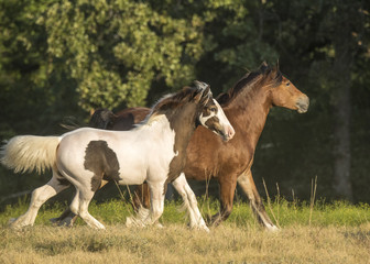 Obraz na płótnie Canvas Gypsy horse mare and foal run in field