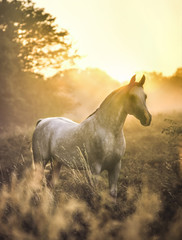 Arabian stallion stands regally in tall grass with rising sun behind.   Tough, beautiful, intelligent and spirited, the Arabian bloodline has influenced nearly every light breed of horse in the world.