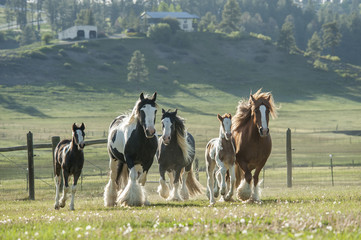 Herd of Gypsy vanner horse mares and foals run