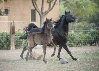 Arabian horse mare with cross bred foal
