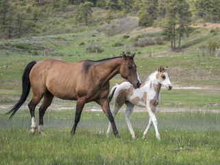 Obraz na płótnie Canvas quarter horse mare and foal