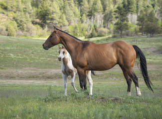 Obraz premium quarter horse mare and foal